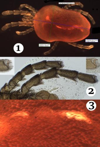 Réf. 195 683 : Paratrombium sp.